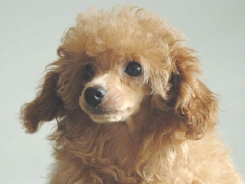 tina-pappy_1.jpg