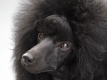 061123_poodle-exhi-kellychan-02-1.jpg